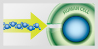 linear aligned molecules entering a human cell through aquapourins